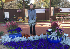 Sarah Greenwood of Darwin Perennials. One of the highlights of the Darwin Perennials display is the Centaurea Silver Swirl. "It is a stunning silver-white foliage plant that will brighten any space and attract the eye." Sarah Greenwood is global product development manager and she calls this a “sophisticated neutral” that will accent any colour in containers or landscapes with a lovely mounding appearance and  gracefully wavy leaf edges for wonderful texture.